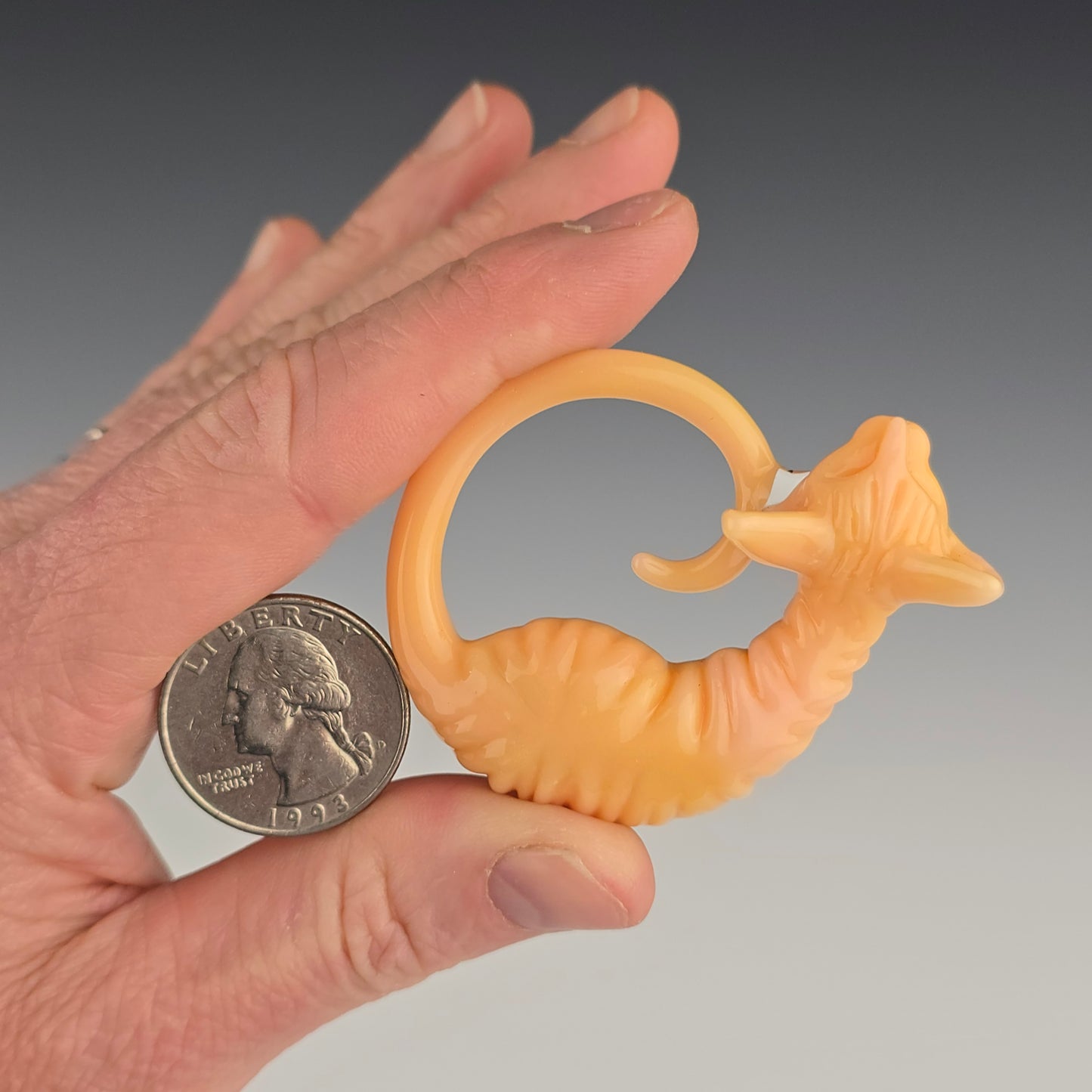 Chanterelle Sphynx: large