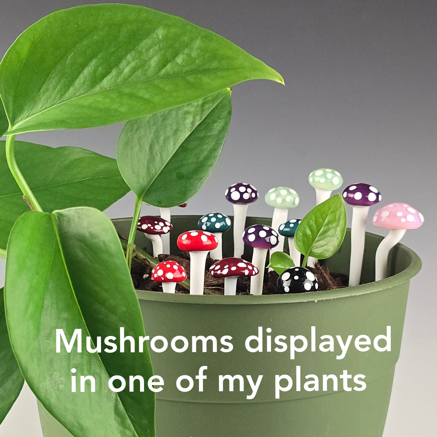 Plant Flare Mushroom: Flat top Red