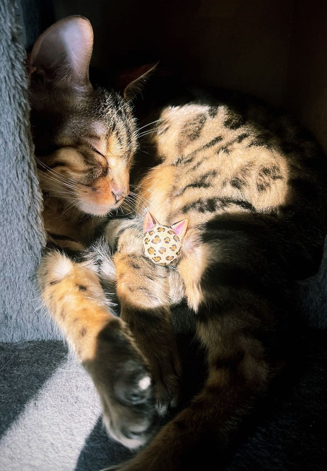 Bengal cat cuddled up with a custom bengal marble made by Annie Woods