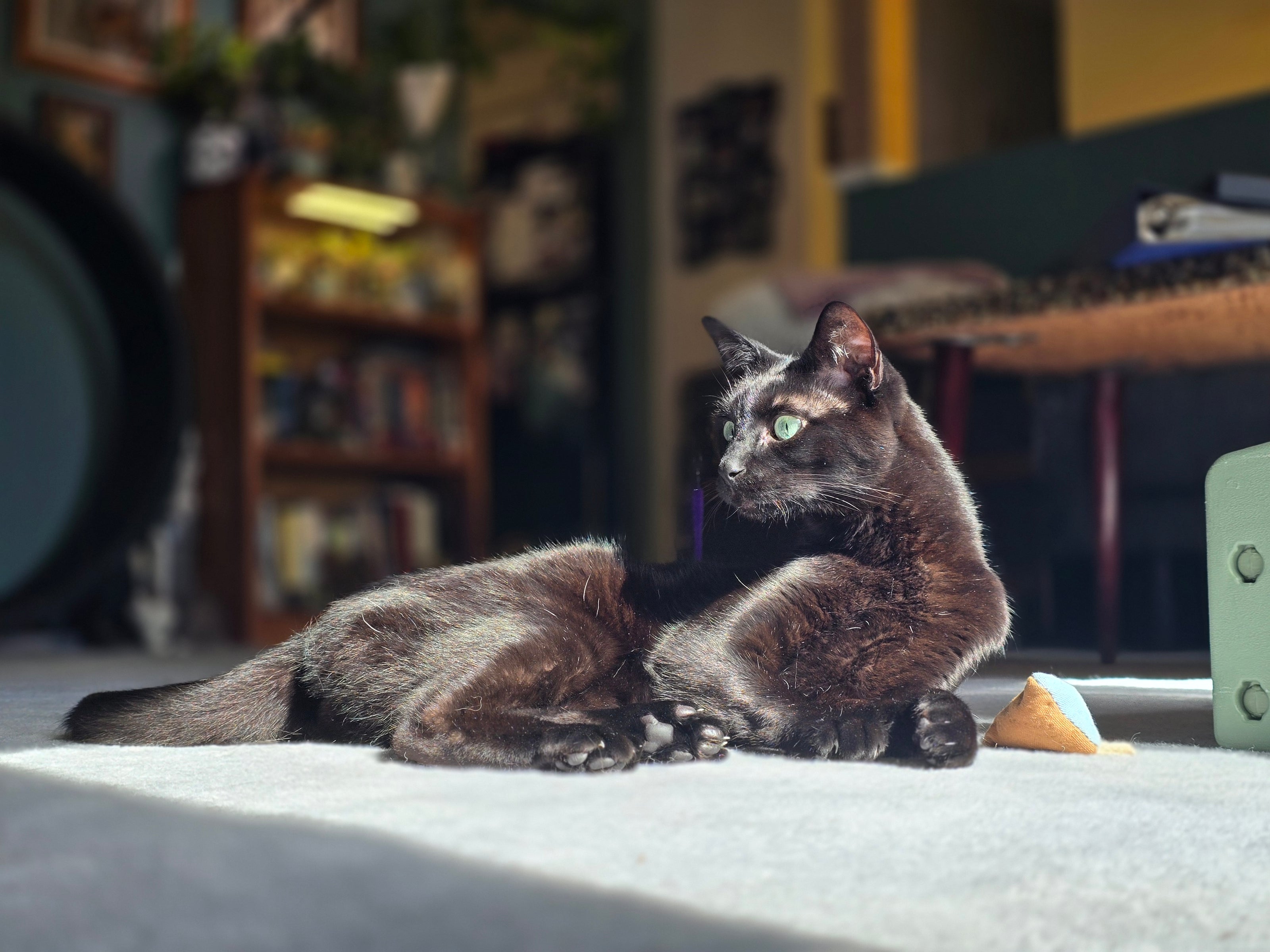 Black cat laying in the sun looking at something with extreme interest