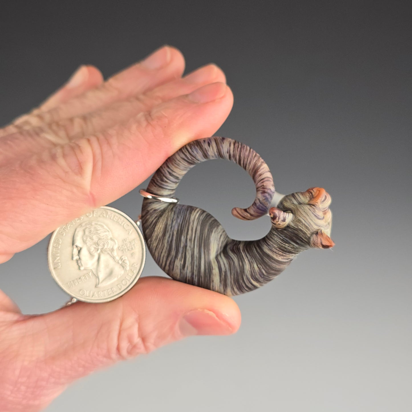 Frosted Brown Tabby: regular