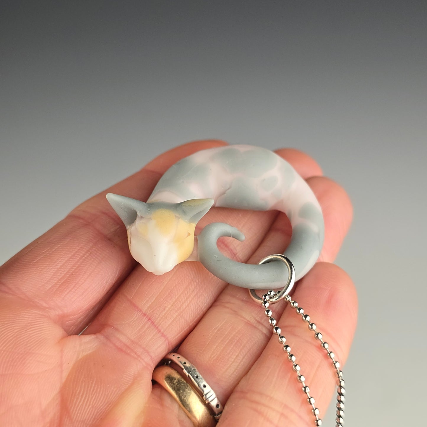 Calico Sphynx: small