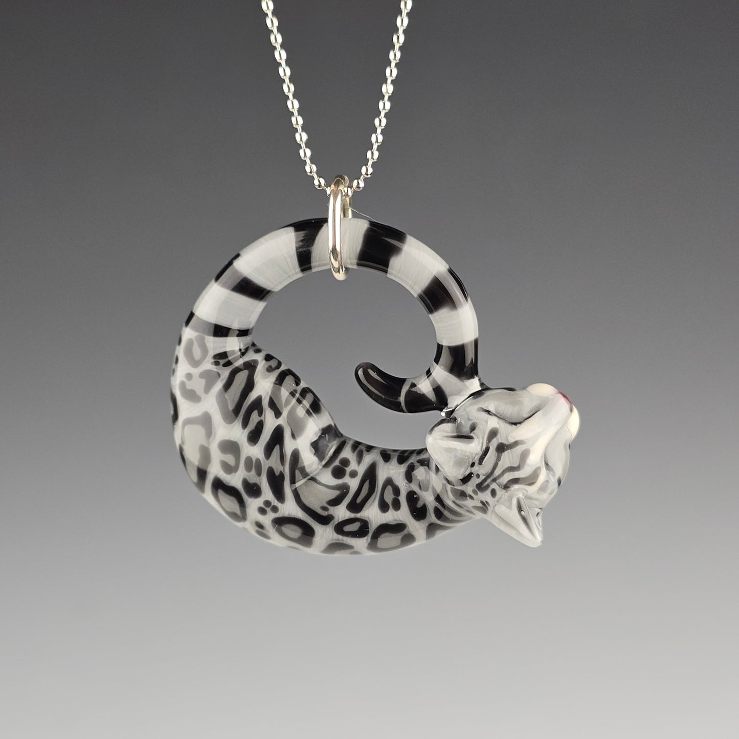 Silver Bengal: Large