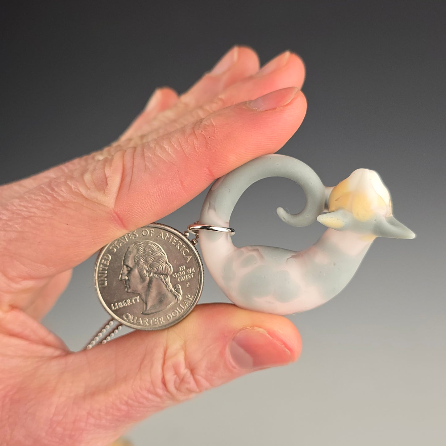 Calico Sphynx: small