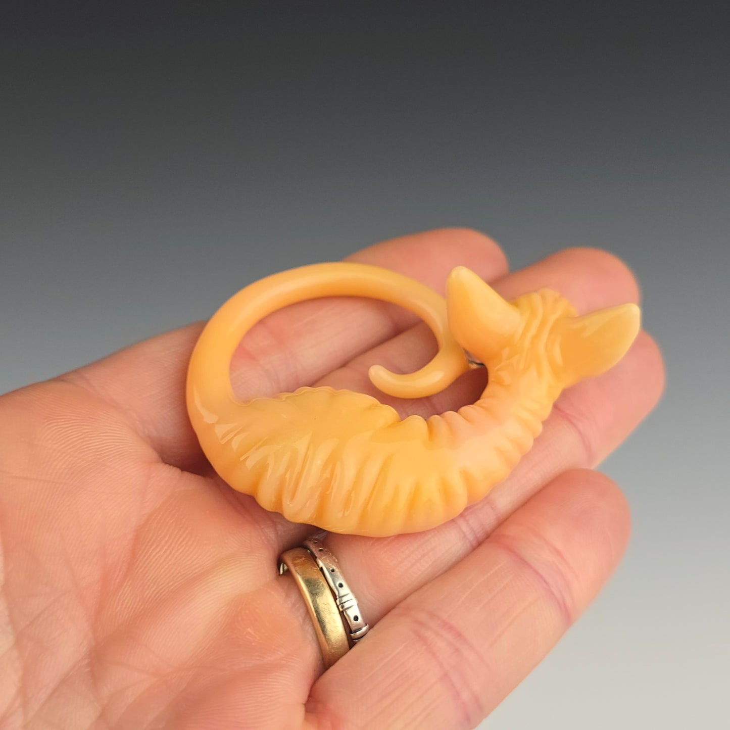 Chanterelle Sphynx: large