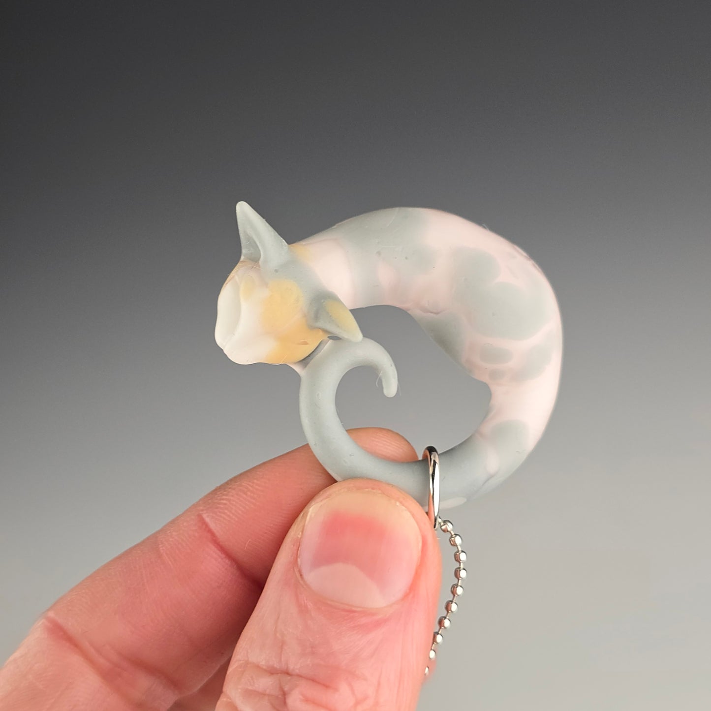 Calico Sphynx: small