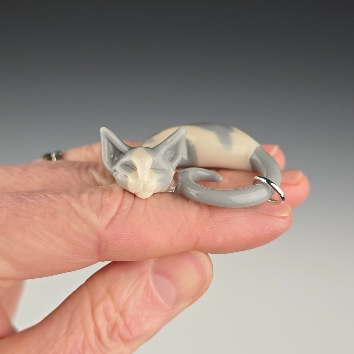 Gray & White Devon Rex: small