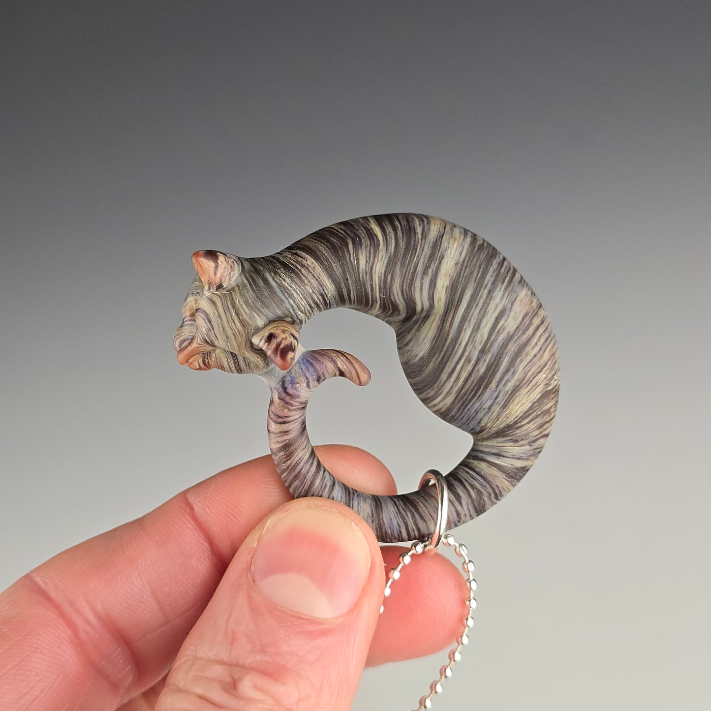 Frosted Brown Tabby: regular