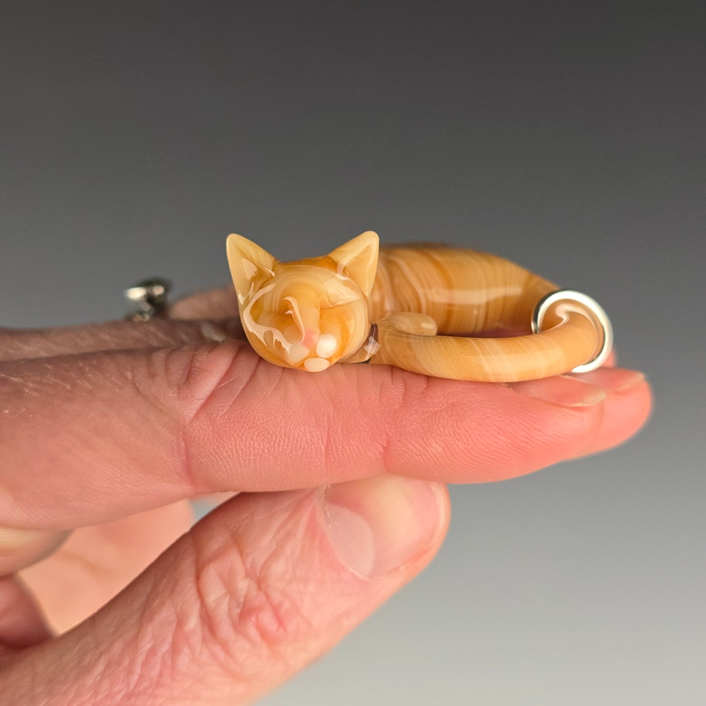 Orange Tabby: regular