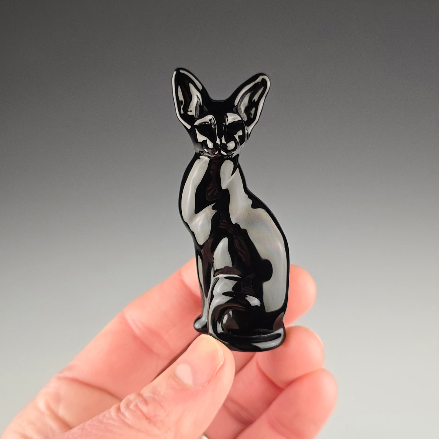 Onyx Oriental Shorthair Sitting Kitty