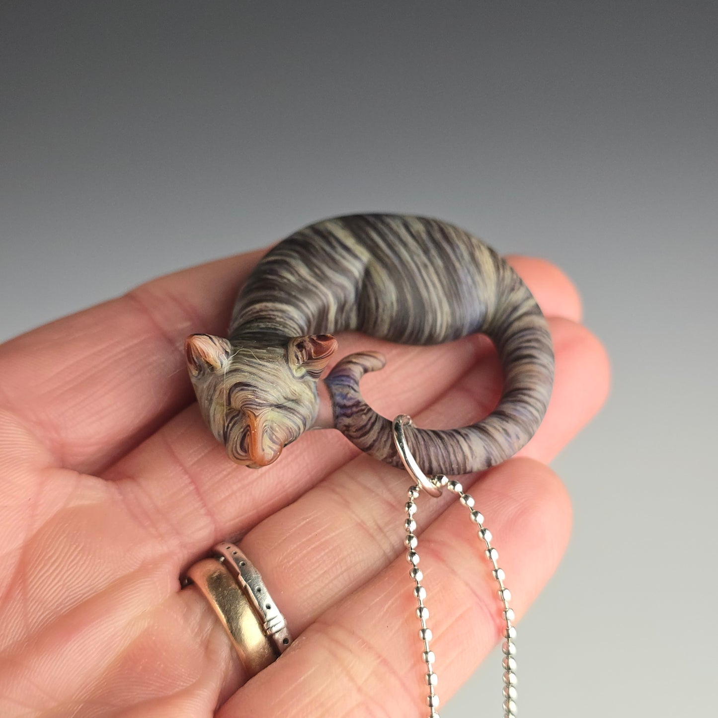 Frosted Brown Tabby: regular