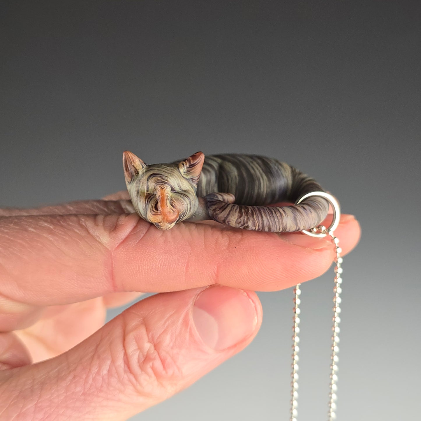 Frosted Brown Tabby: regular